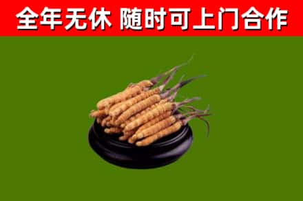 玛沁县烟酒回收冬虫夏草.jpg