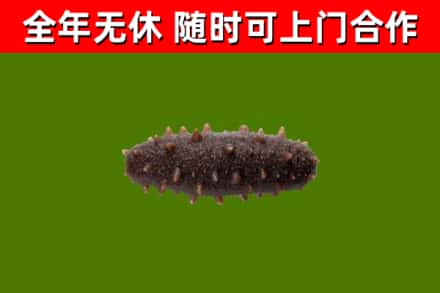 玛沁县烟酒回收干海参.jpg